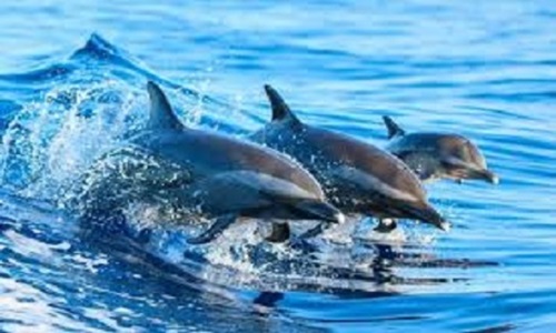 Tropical ocean